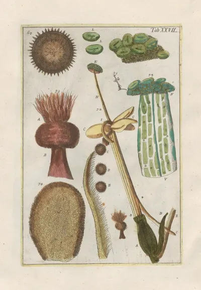 Rerum Naturalium Historia Nempe Quadrupedum Pl 27