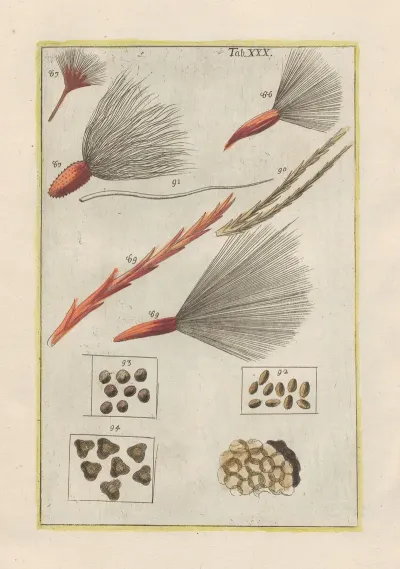 Rerum Naturalium Historia Nempe Quadrupedum Pl 30