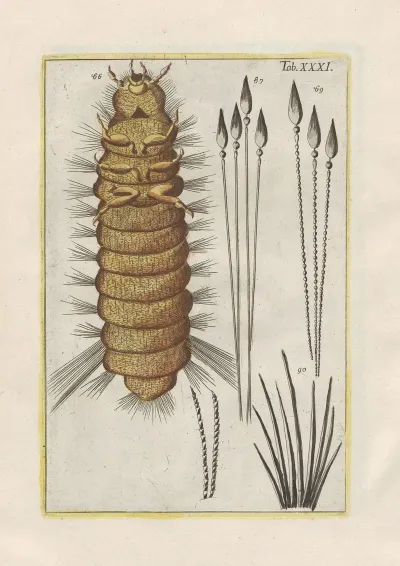 Rerum Naturalium Historia Nempe Quadrupedum Pl 31
