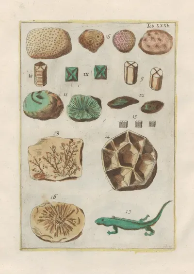 Rerum Naturalium Historia Nempe Quadrupedum Pl 35