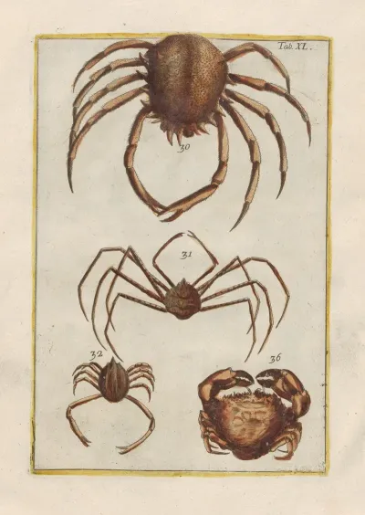 Rerum Naturalium Historia Nempe Quadrupedum Pl 40