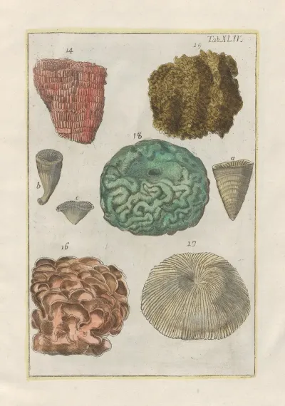 Rerum Naturalium Historia Nempe Quadrupedum Pl 44
