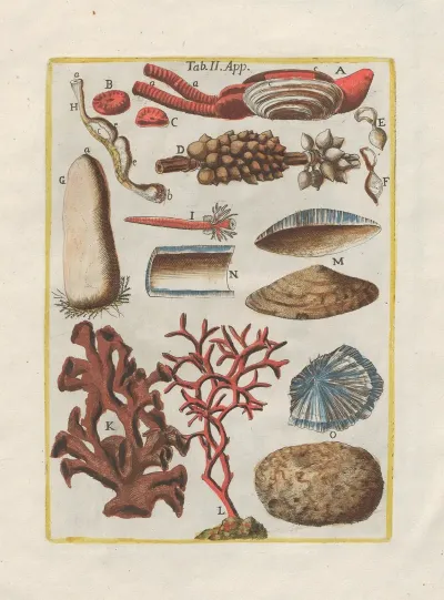 Rerum Naturalium Historia Nempe Quadrupedum Pl 49