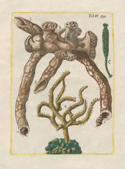 Rerum Naturalium Historia Nempe Quadrupedum Pl 51