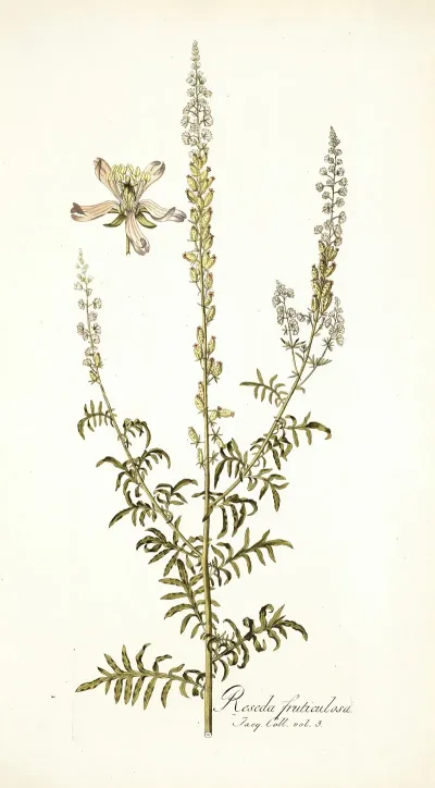 Reseda Fruticolosa