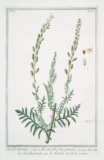 Reseda Maxima Reseda Alba Foliis Pinnatis Reseda Grande Le Reseda Ou Herbe Maure White Upright Mignonette Wild Mignonette Common Mignonette Bastard Rocket Sweet Reseda