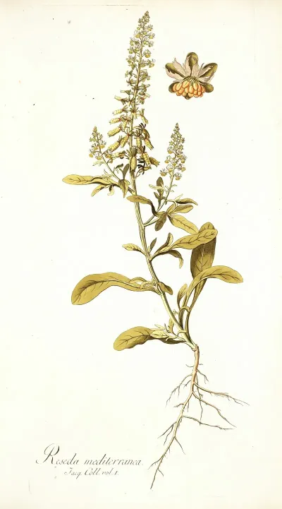 Reseda Mediterranea