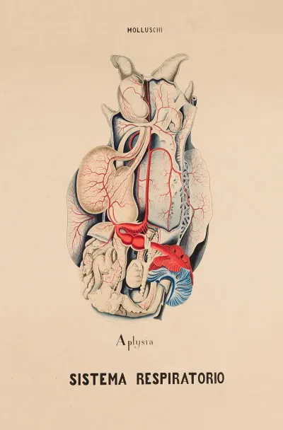 Respiratory System Of Sea Slugs