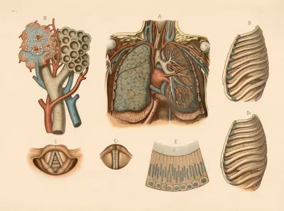 Respiratory System