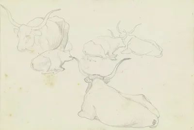 Resting Cattle