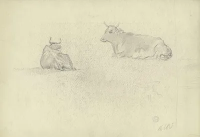 Resting Cows