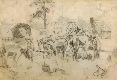 Resting Mules Tethered To Wagons