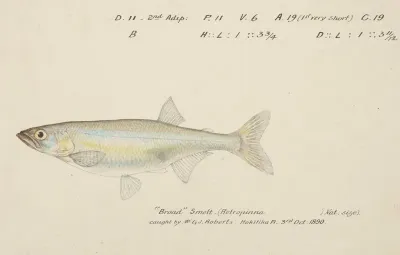 Retropinna Retropinna Smelt