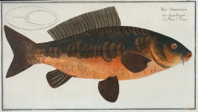 Rex Cyprinorum The Royal Carp