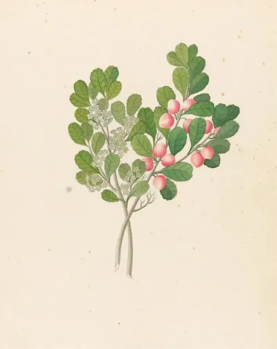 Rhamnus Cassine Aethiopica Mystroxylon Aethiopicum