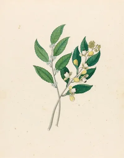 Rhamnus Curtisia Dentata