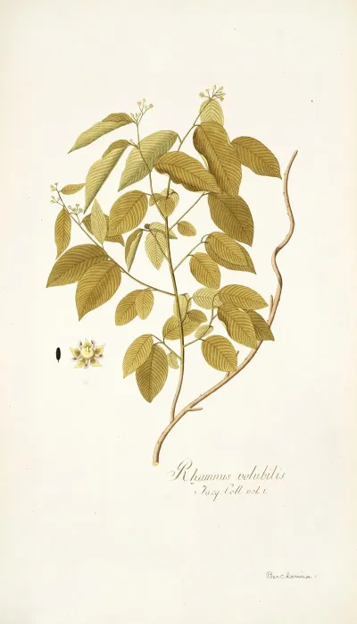 Rhamnus Volubilis