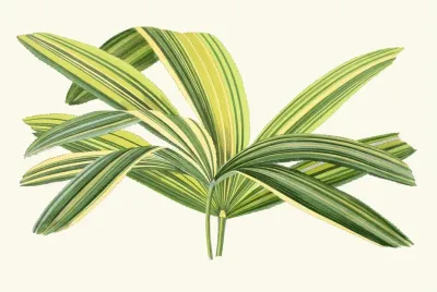 Rhapis Flabelliformis