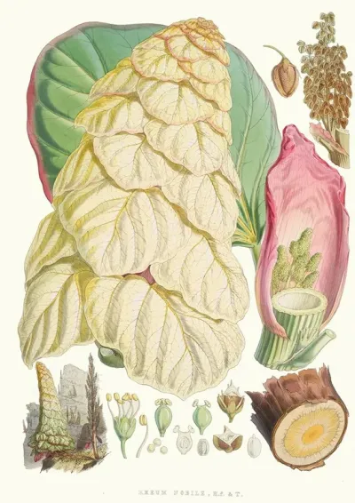 Rheum Nobile H F And T