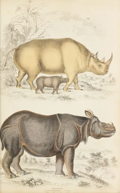 Rhinoceros 4