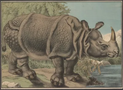 Rhinoceros 7