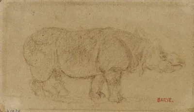 Rhinoceros