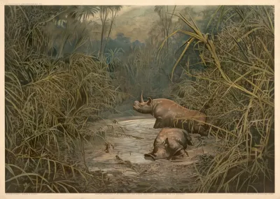 Rhinoceroses Bathing In The Masai Steppe East Africa