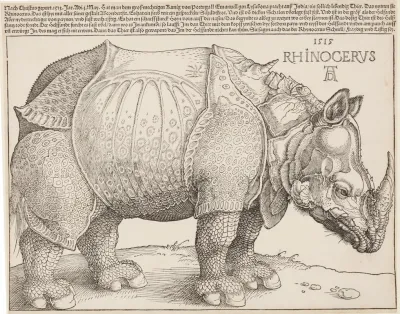 Rhinocerus Das Rhinozeros