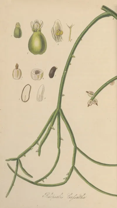Rhipsalis Cassutha