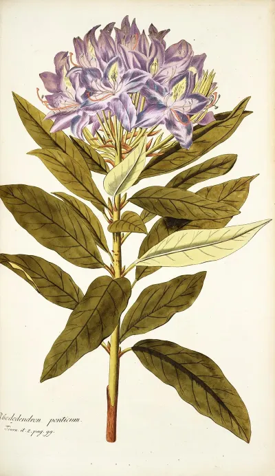 Rhododendron Ponticum