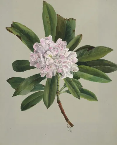 Rhododendron Rhododendron Maximum