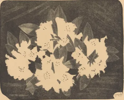Rhododendron