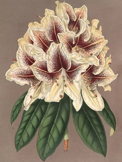 Rhododendrum Archiduc Albert Hybride