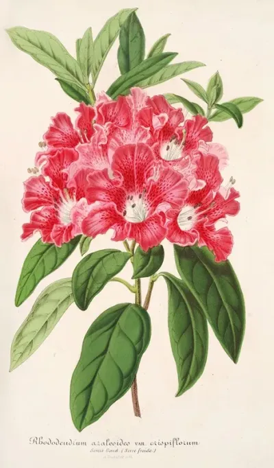 Rhododendrum Azaleoides Var Crispinorum