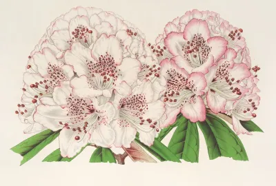 Rhododendrum Bijou De Gand Hybride