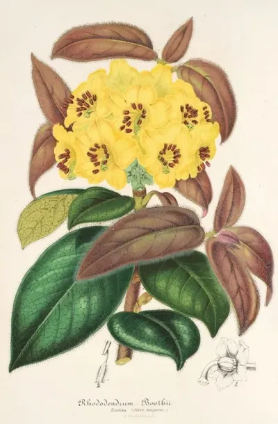 Rhododendrum Boothii