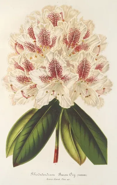 Rhododendrum Hybr Baron Osy