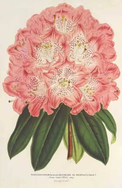 Rhododendrum Hybridum Duchesse De Nassau