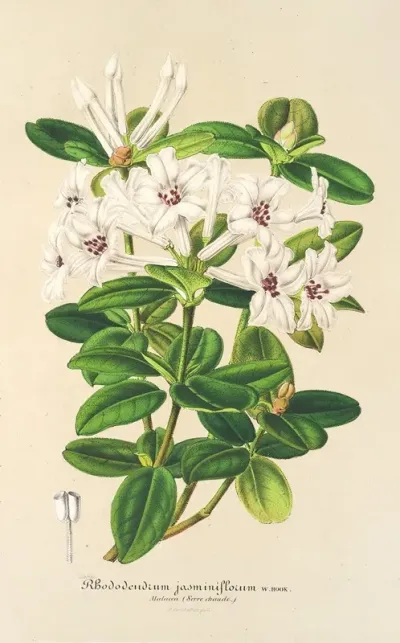 Rhododendrum Jasminiflorum
