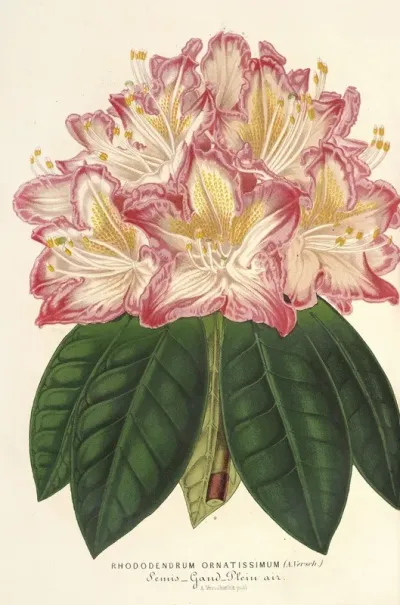 Rhododendrum Ornatissimum Hybr