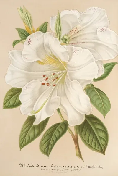 Rhododendrum Sesterianum Hybrid