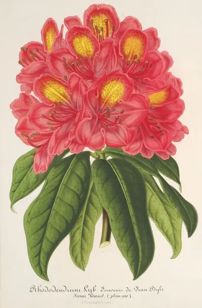 Rhododendrum Souvenir De Jean Byls
