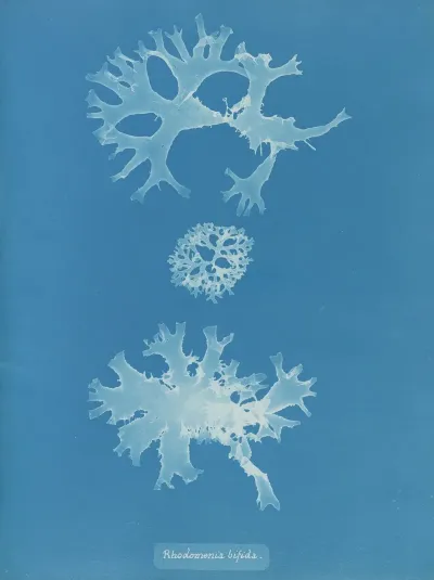 Rhodomenia Bifida