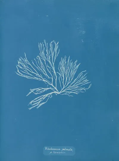 Rhodomenia Palmata β Sarniensis
