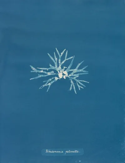 Rhodomenia Palmetta