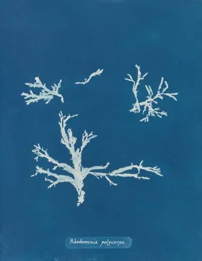 Rhodomenia Polycarpa 2