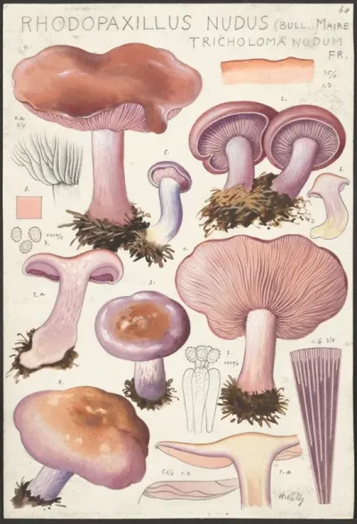 Rhodopaxillus Nudus Bull Maire Tricholoma Nudum Fr