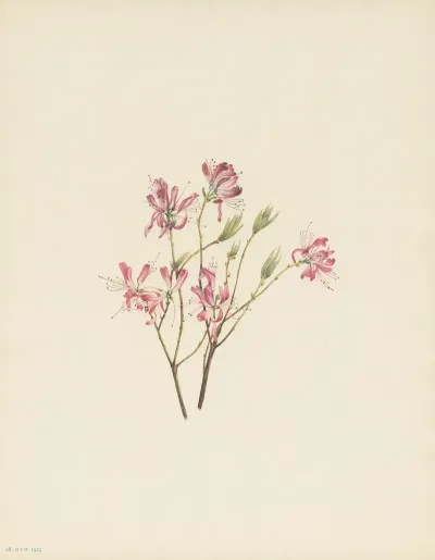 Rhodora Rhodora Canadensis 2