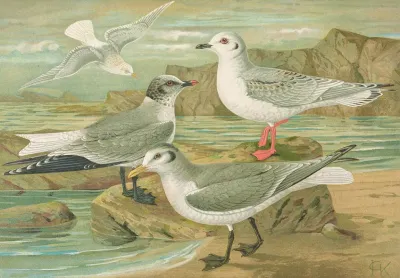 Rhodostethia Rosea Xema Sabinei Sab Rissa Tridactyla Larus Leucopterus Faber