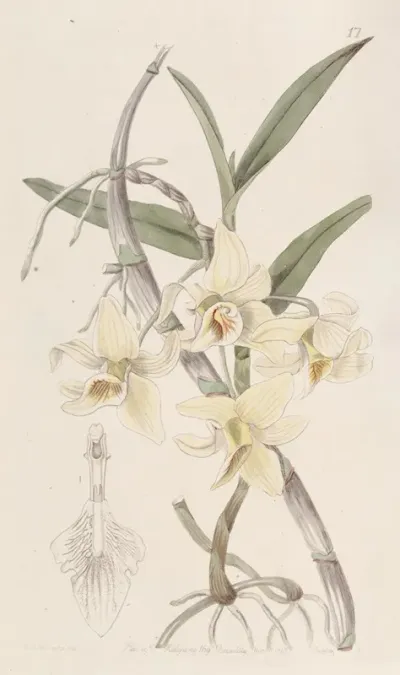 Rhomb Lipped Dendrobium